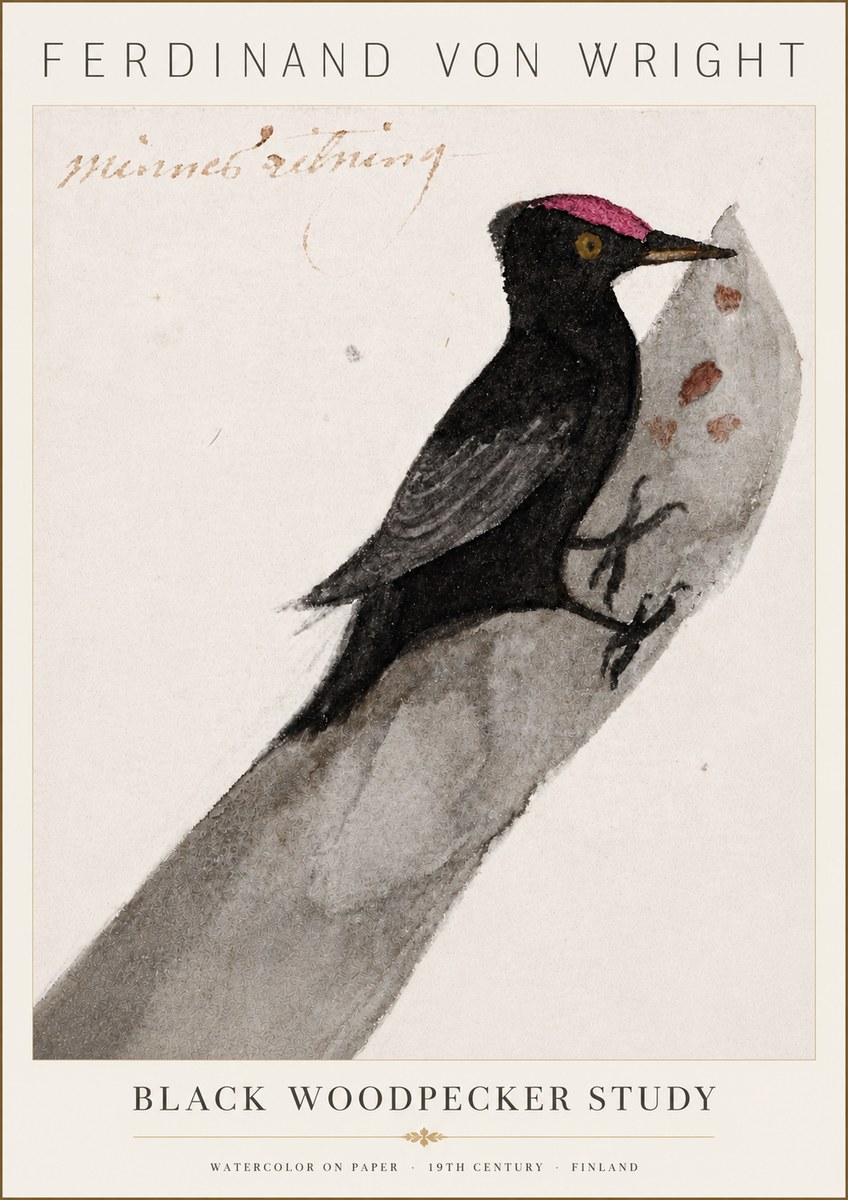 Ferdinand von Wright Black Woodpecker Study No6 - Plakát