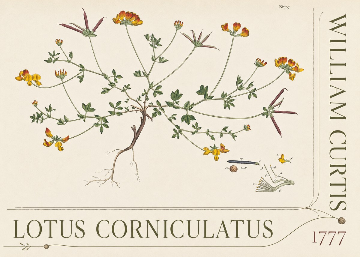 William Curtis Lotus Corniculatus III No5 - Plakát
