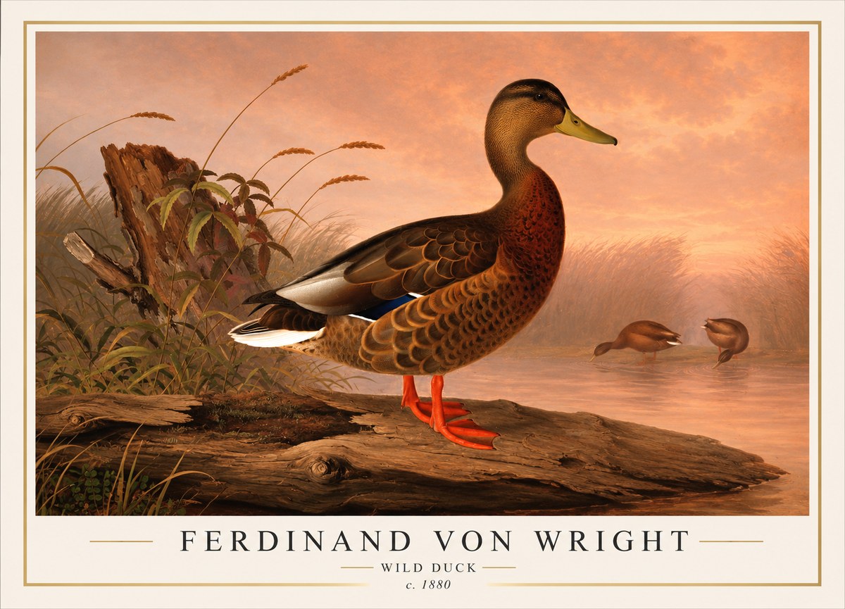 Ferdinand von Wright Wild Duck No1 - Plakát