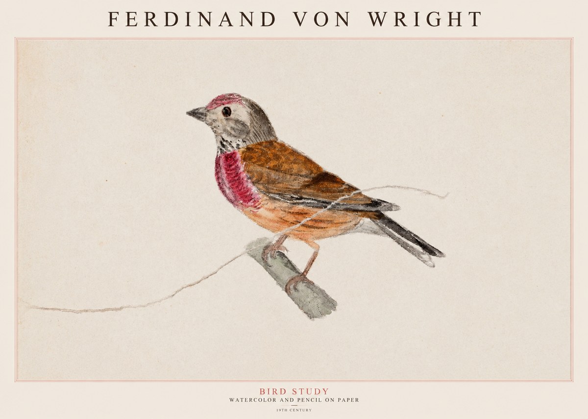 Ferdinand von Wright Bird Study No1 - Plakát