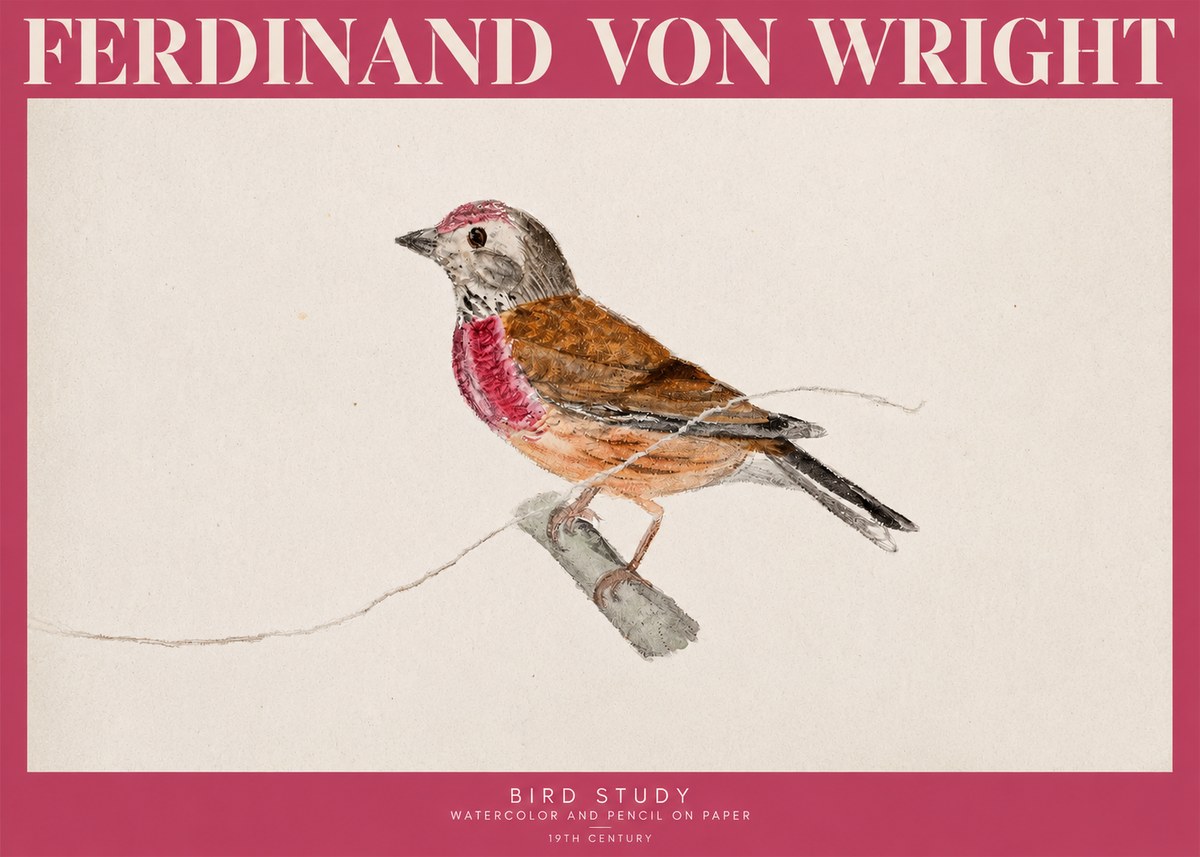 Ferdinand von Wright Bird Study No2 - Plakát