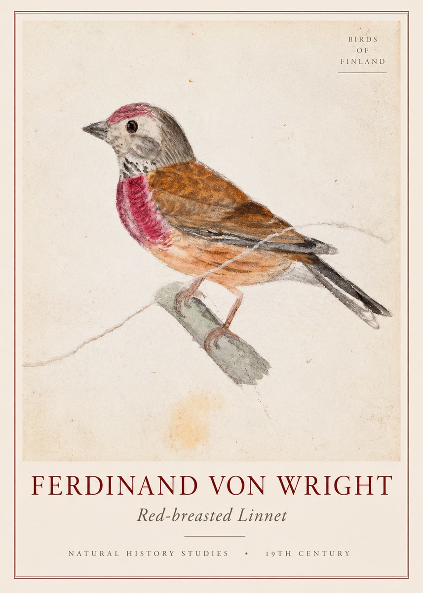 Ferdinand von Wright Bird Study No3 - Plakát
