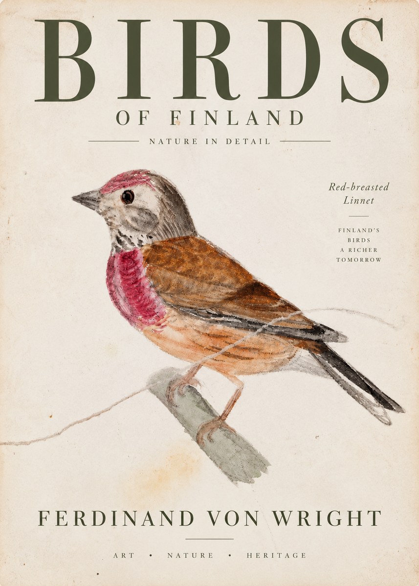 Ferdinand von Wright Bird Study No4 - Plakát